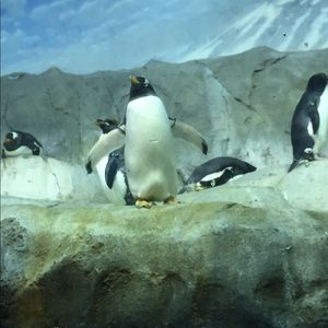 Meet your Posher, Kylie